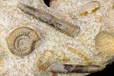 Impressive Cluster Of Ammonites, Gastropods, Belemnites #173179-7
